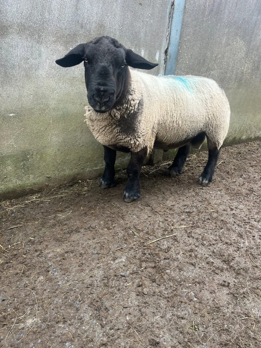 ▪️Suffolk ram ▪️ - Image 1