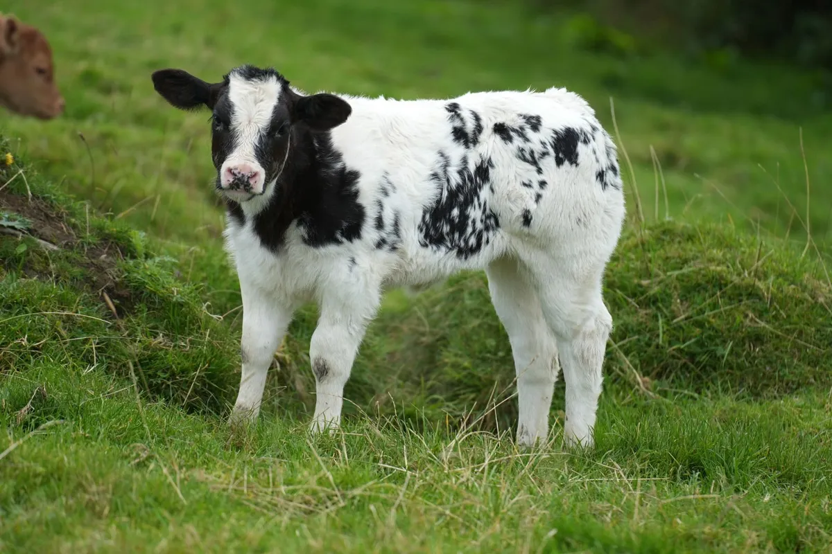 4 Serious Roan Outfits & Blue Calves - Image 3