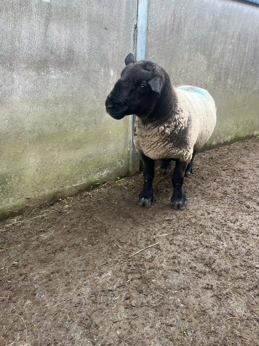 ▪️Suffolk ram ▪️ - Image 3