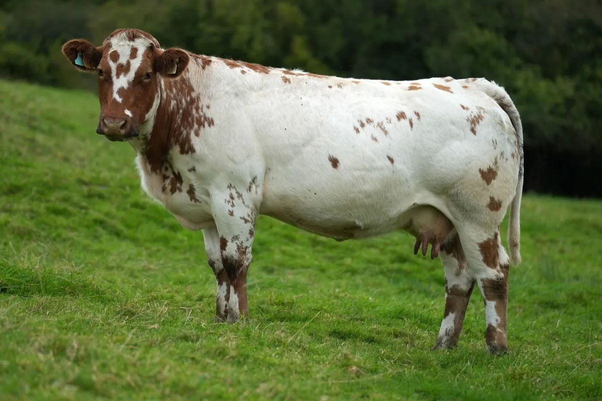 4 Serious Roan Outfits & Blue Calves - Image 4