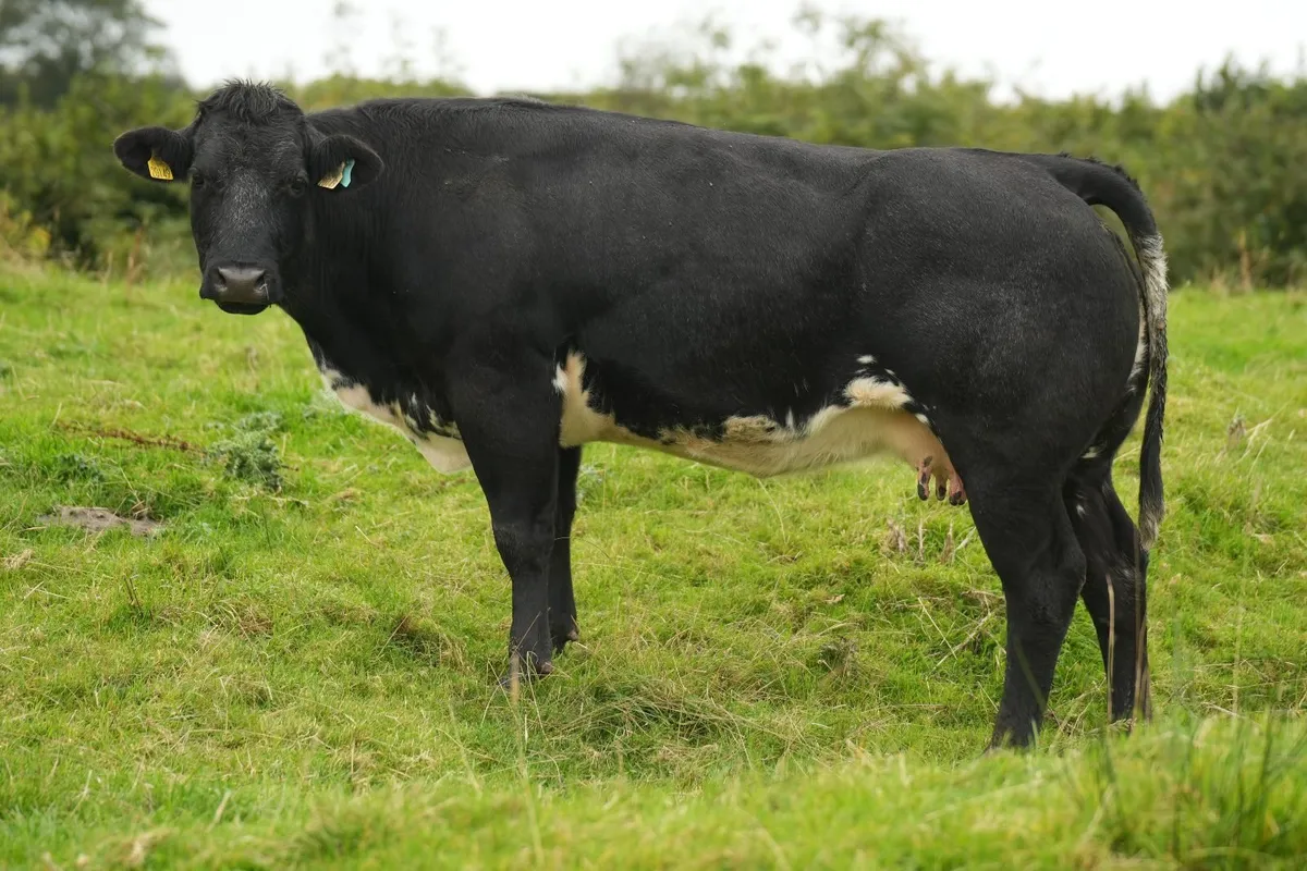 4 Serious Roan Outfits & Blue Calves - Image 2