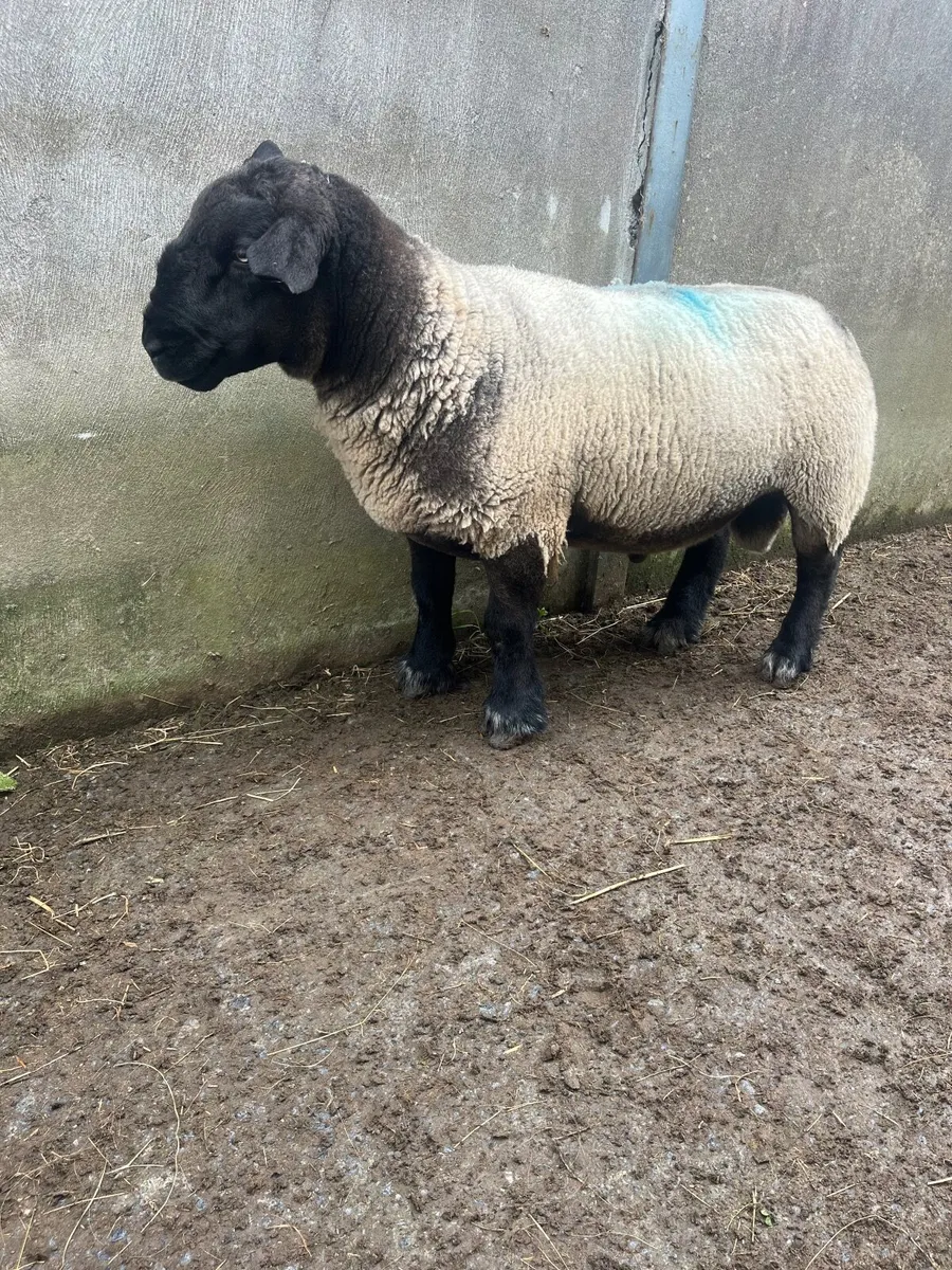 ▪️Suffolk ram ▪️ - Image 4