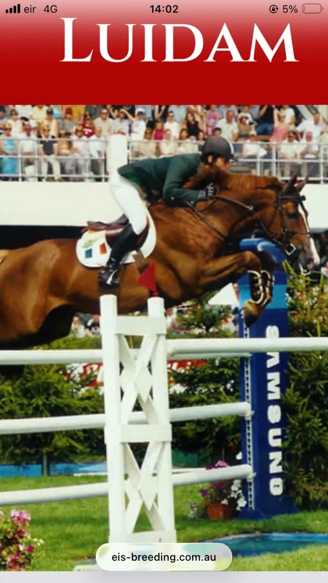 Show jumper - Image 2