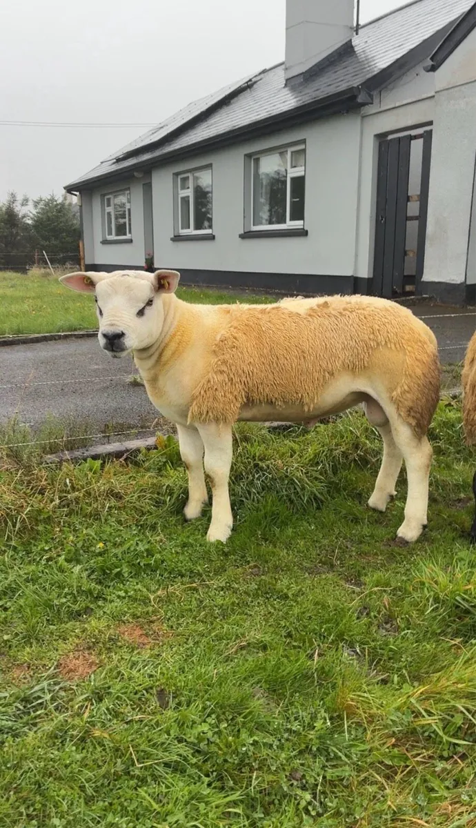 Texel Ram Lamb - Image 1