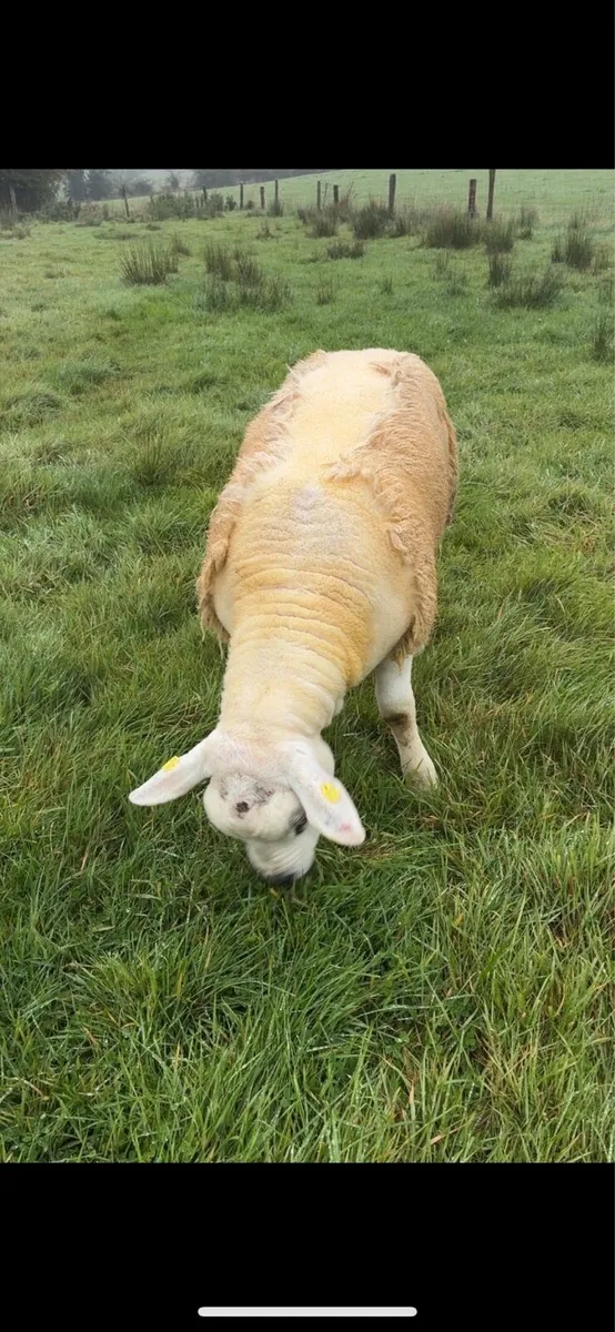 Texel Ram Lamb - Image 2