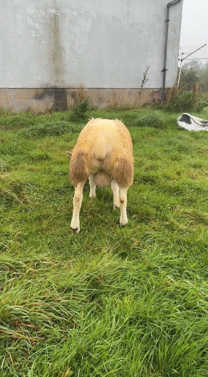 Texel Ram Lamb - Image 3