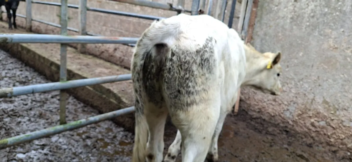 Golden Charolais  Heifer weanlings - Image 2