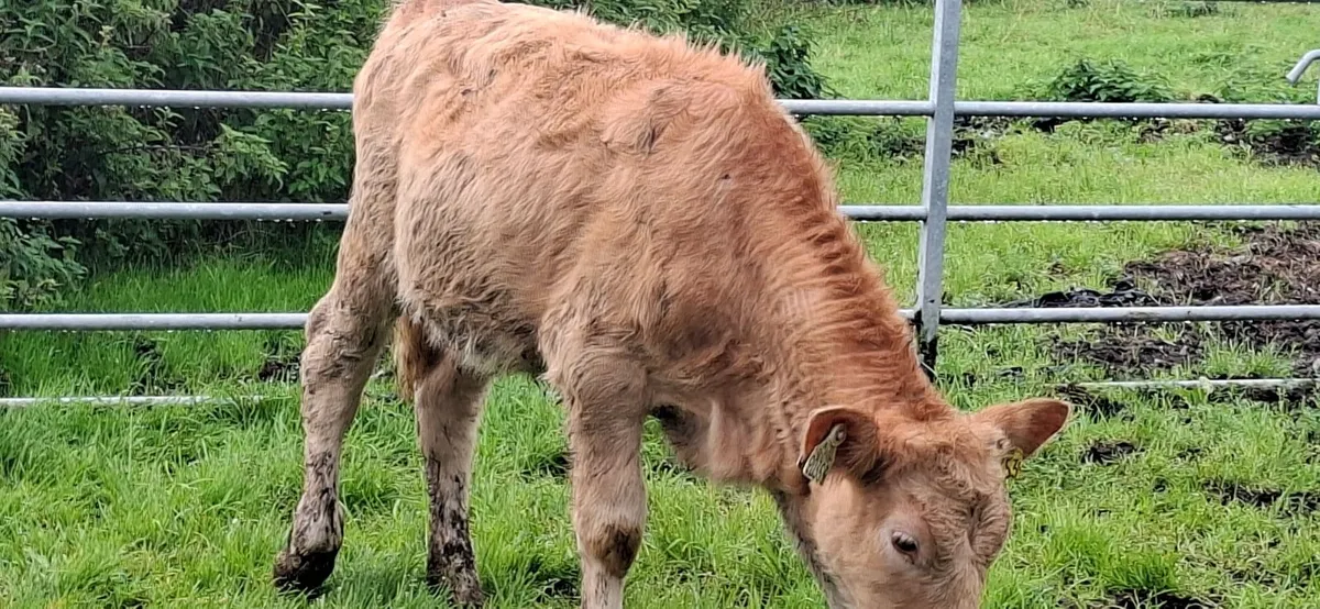 Golden Charolais  Heifer weanlings - Image 3