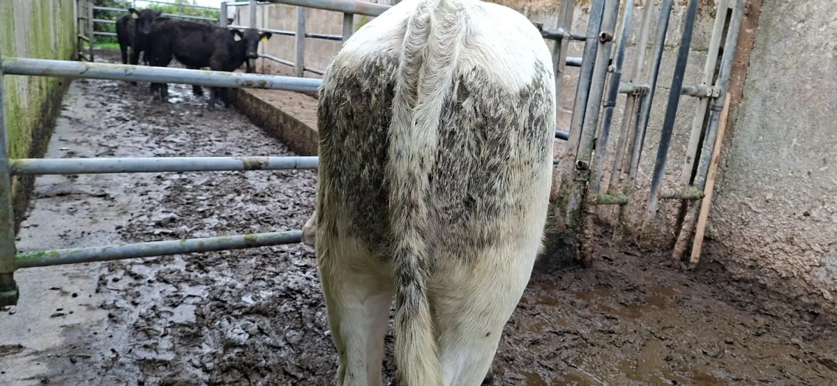 Golden Charolais  Heifer weanlings - Image 4