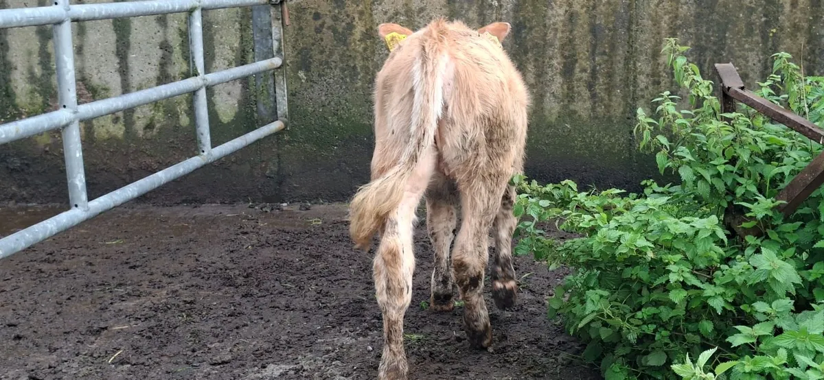 Golden Charolais  Heifer weanlings - Image 1