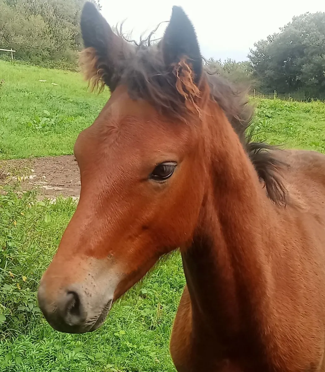 Connemara pony - Image 3