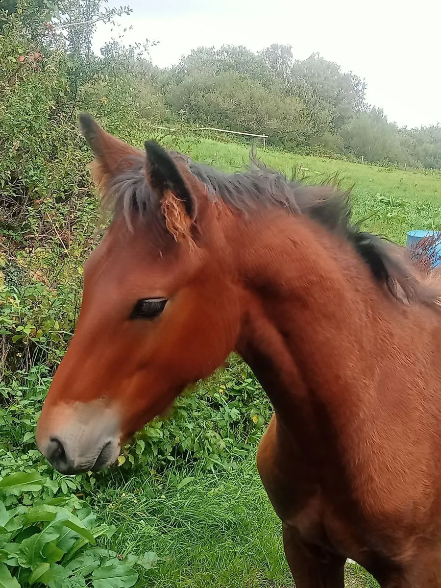 Connemara pony - Image 4