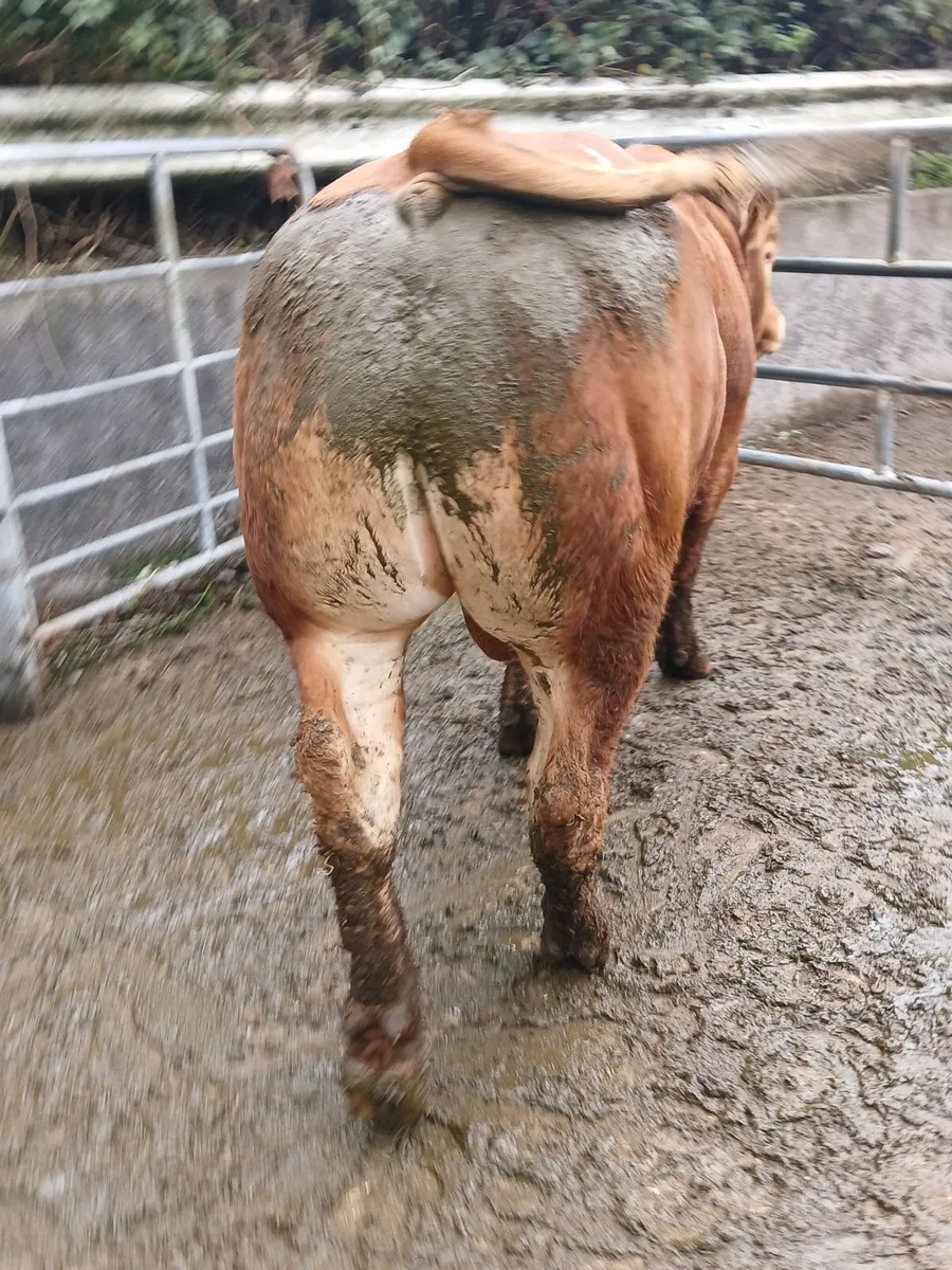 Pedigree Limousin Bull - Image 2