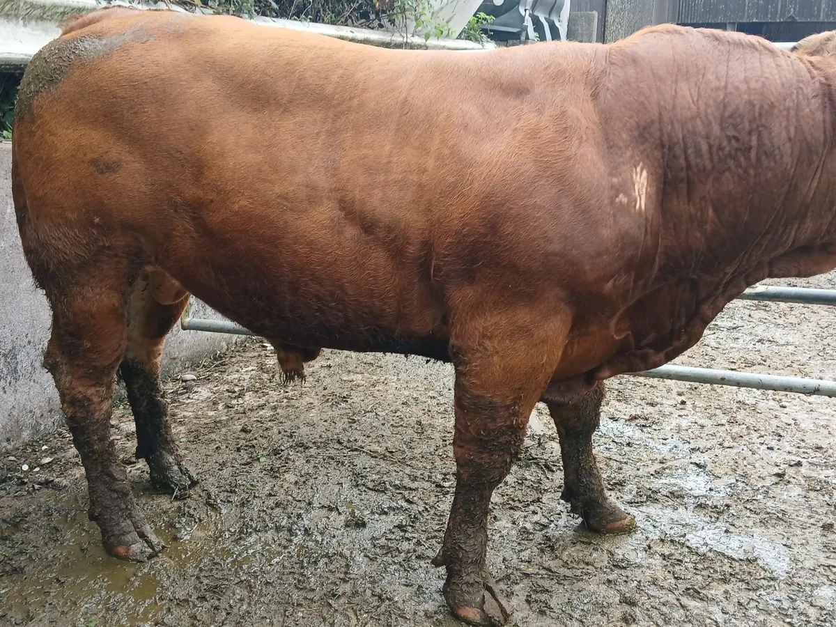 Pedigree Limousin Bull - Image 3