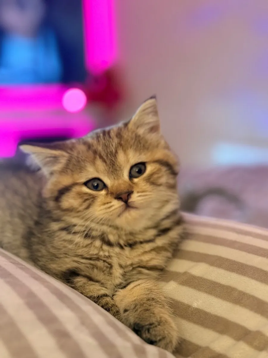 Kittens (British shorthair) - Image 1