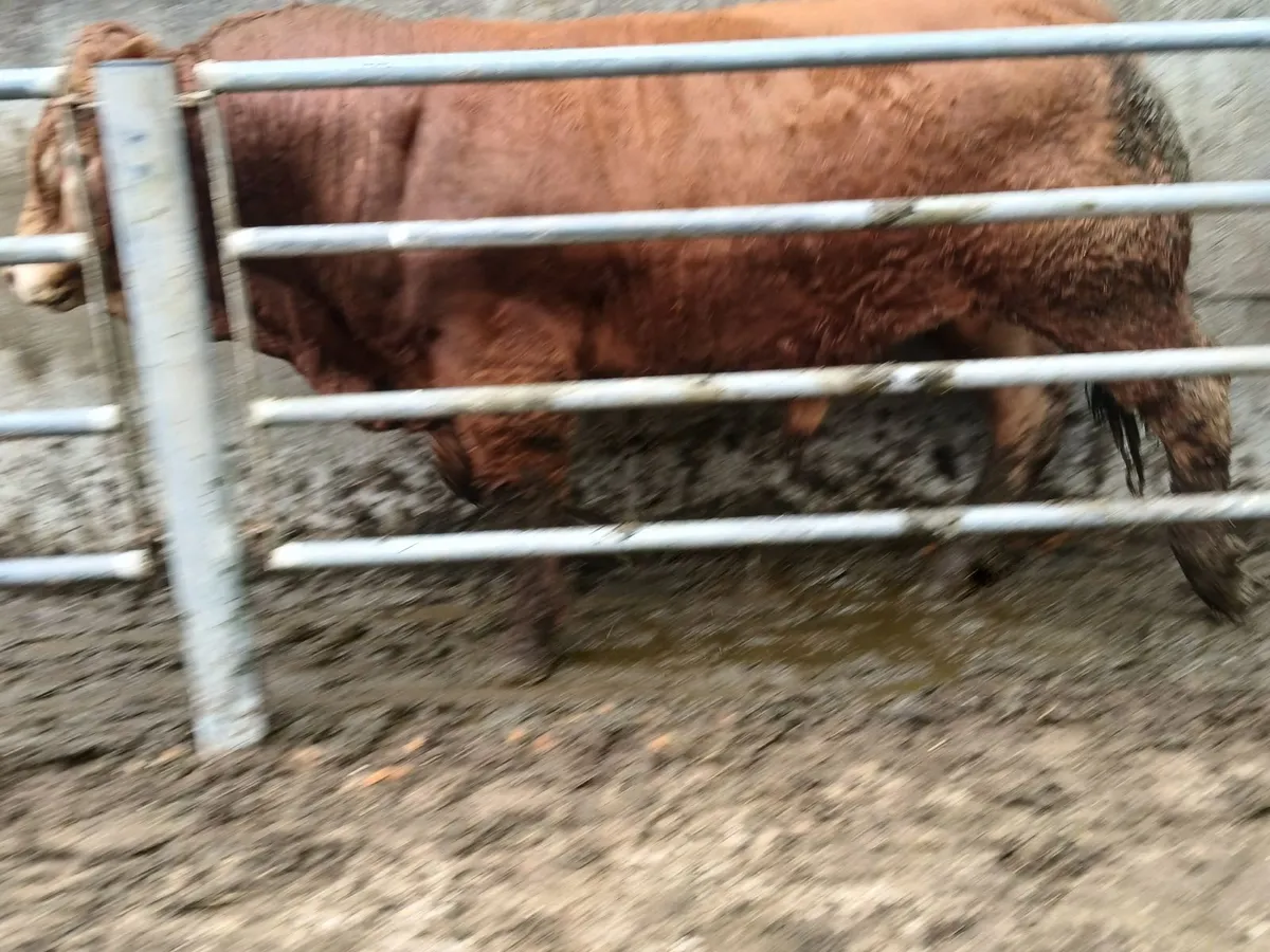 Pedigree Limousin Bull - Image 4