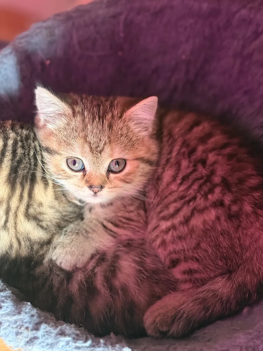 Kittens (British shorthair) - Image 2