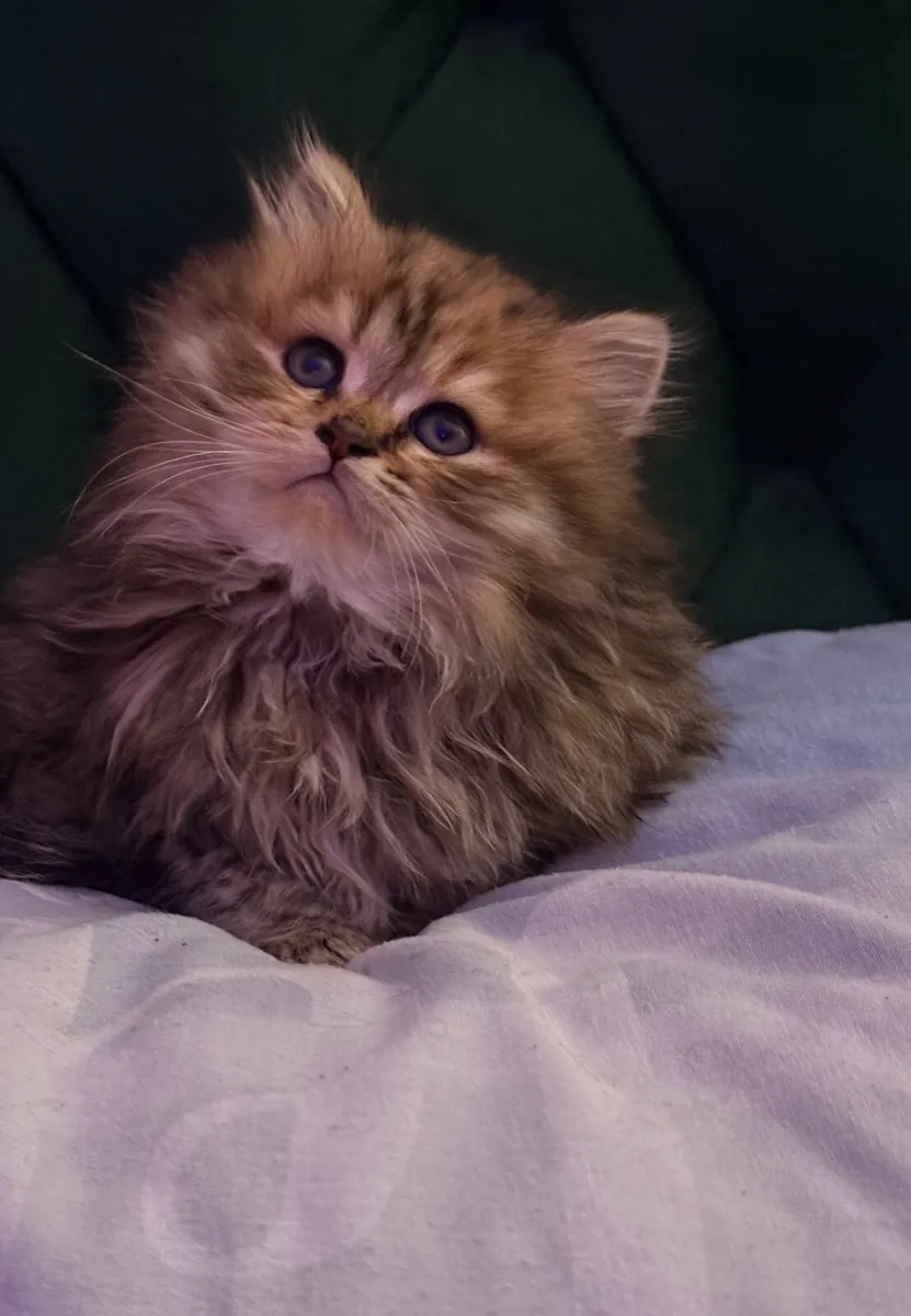 Kittens (British shorthair) - Image 3