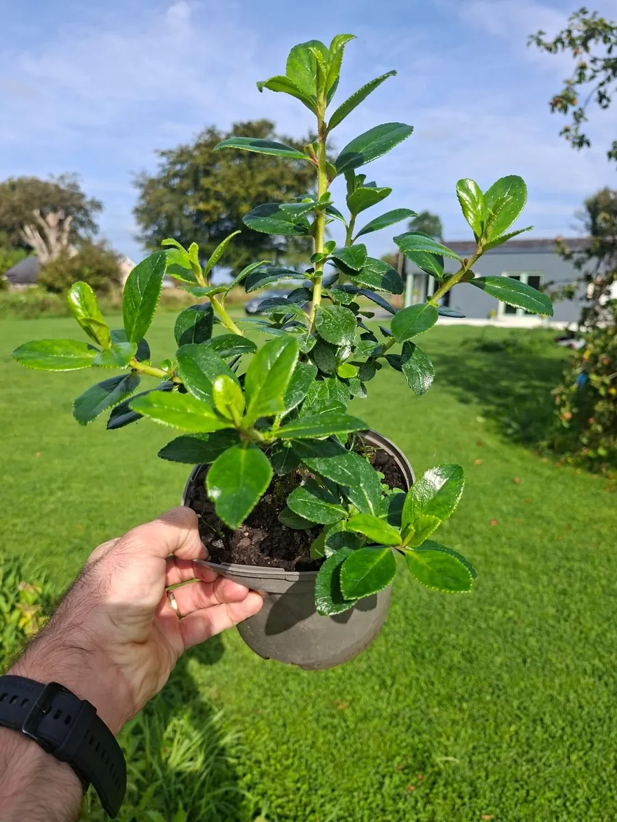 Escallonia Marcrantha - Image 2