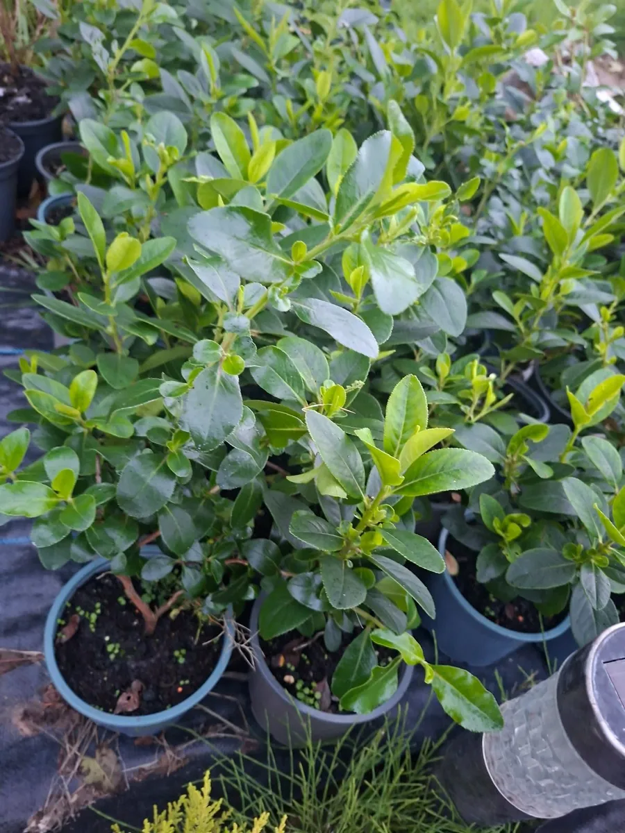 Escallonia Marcrantha - Image 3