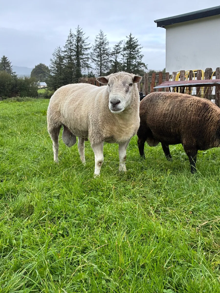 Pedigree Belclare Ram - Image 3