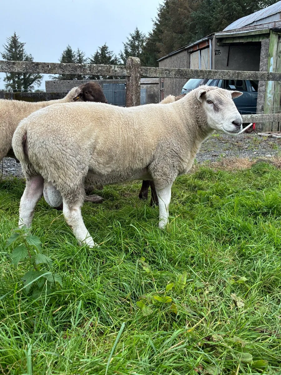 Pedigree Belclare Ram - Image 2