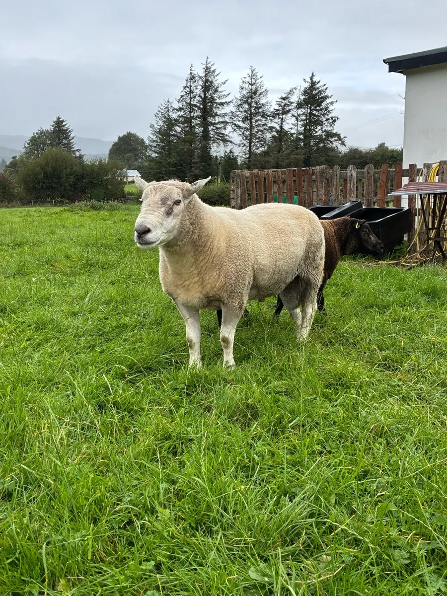 Pedigree Belclare Ram - Image 1