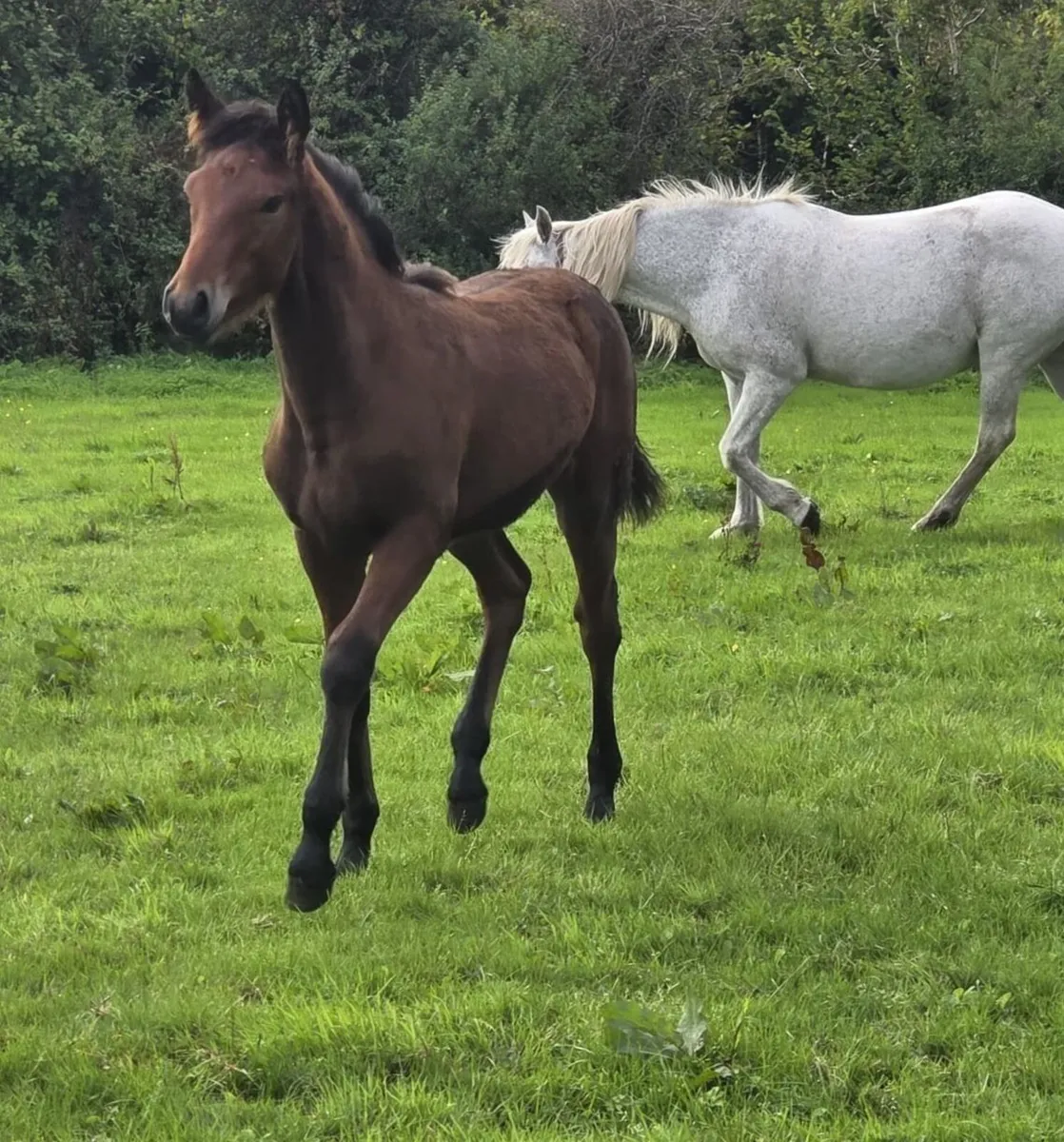 Connemara pony - Image 1