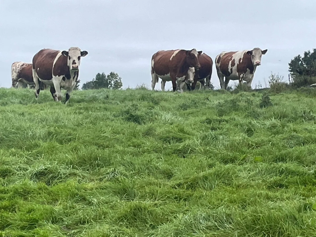 Heifers - Image 3