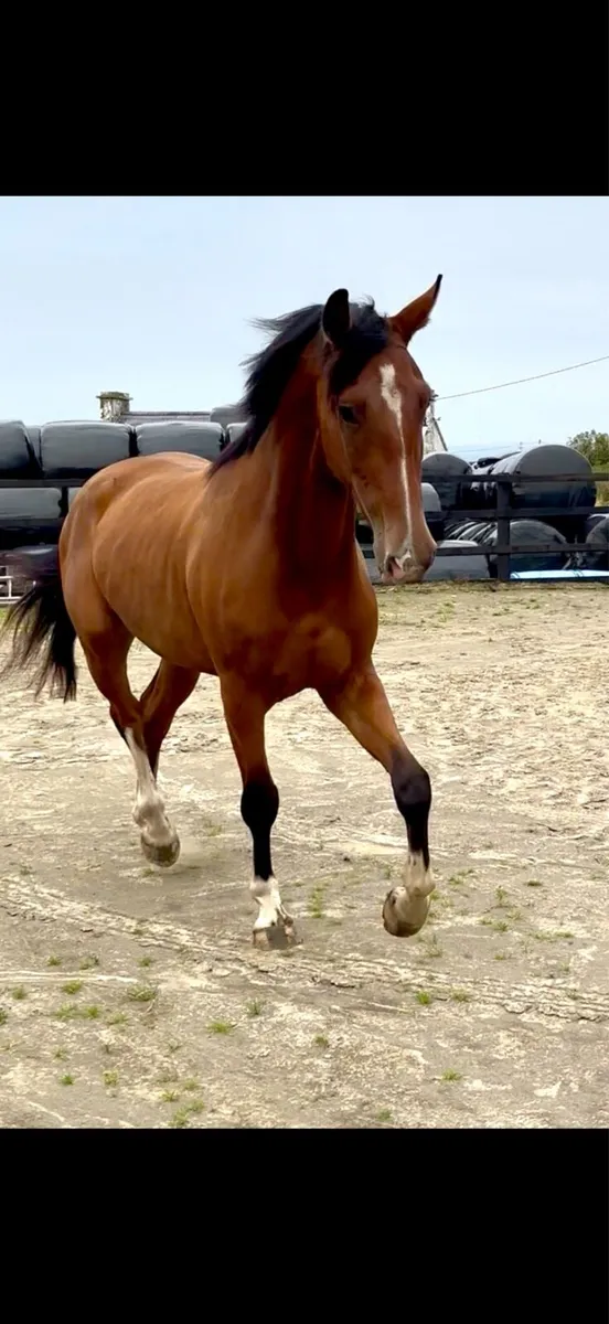 Jorado 4yr old Gelding - Image 2