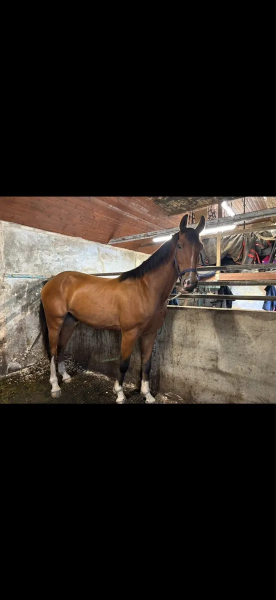 Jorado 4yr old Gelding - Image 3