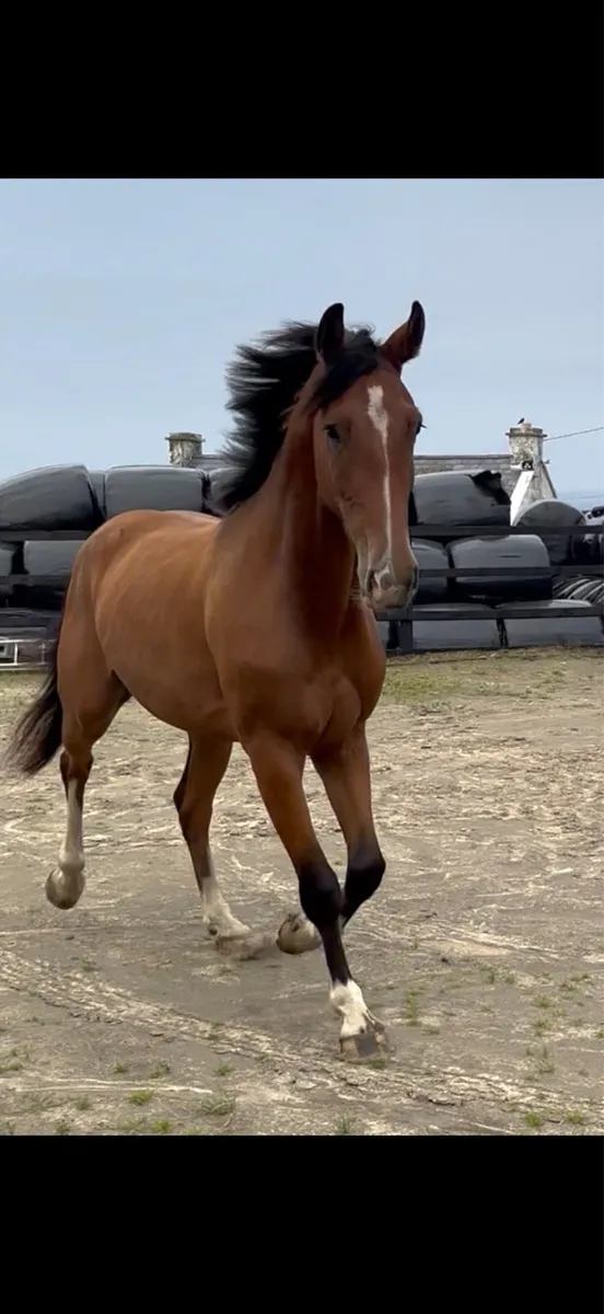 Jorado 4yr old Gelding - Image 4