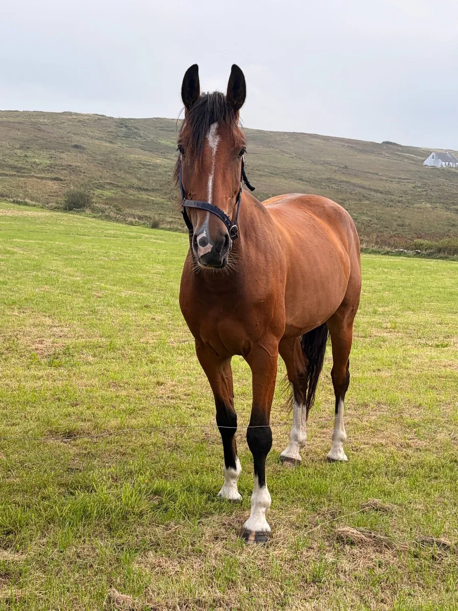 Jorado 4yr old Gelding - Image 1