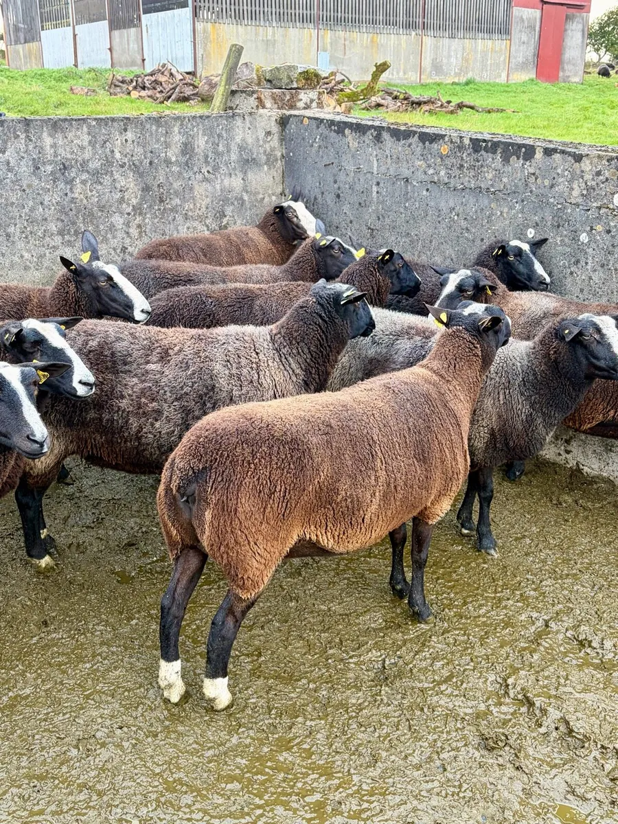 14 Excellent Zwarble ewes for sale - Image 2