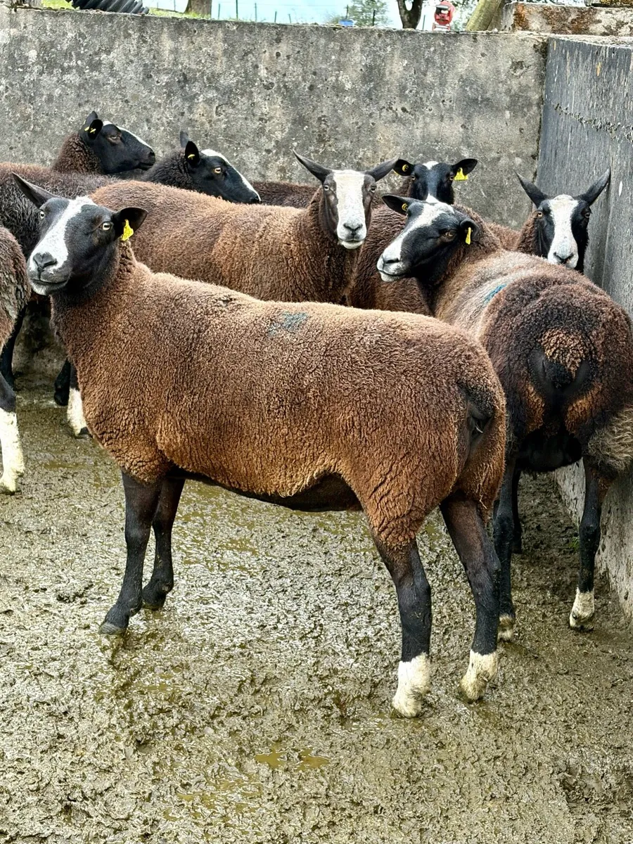 14 Excellent Zwarble ewes for sale - Image 3