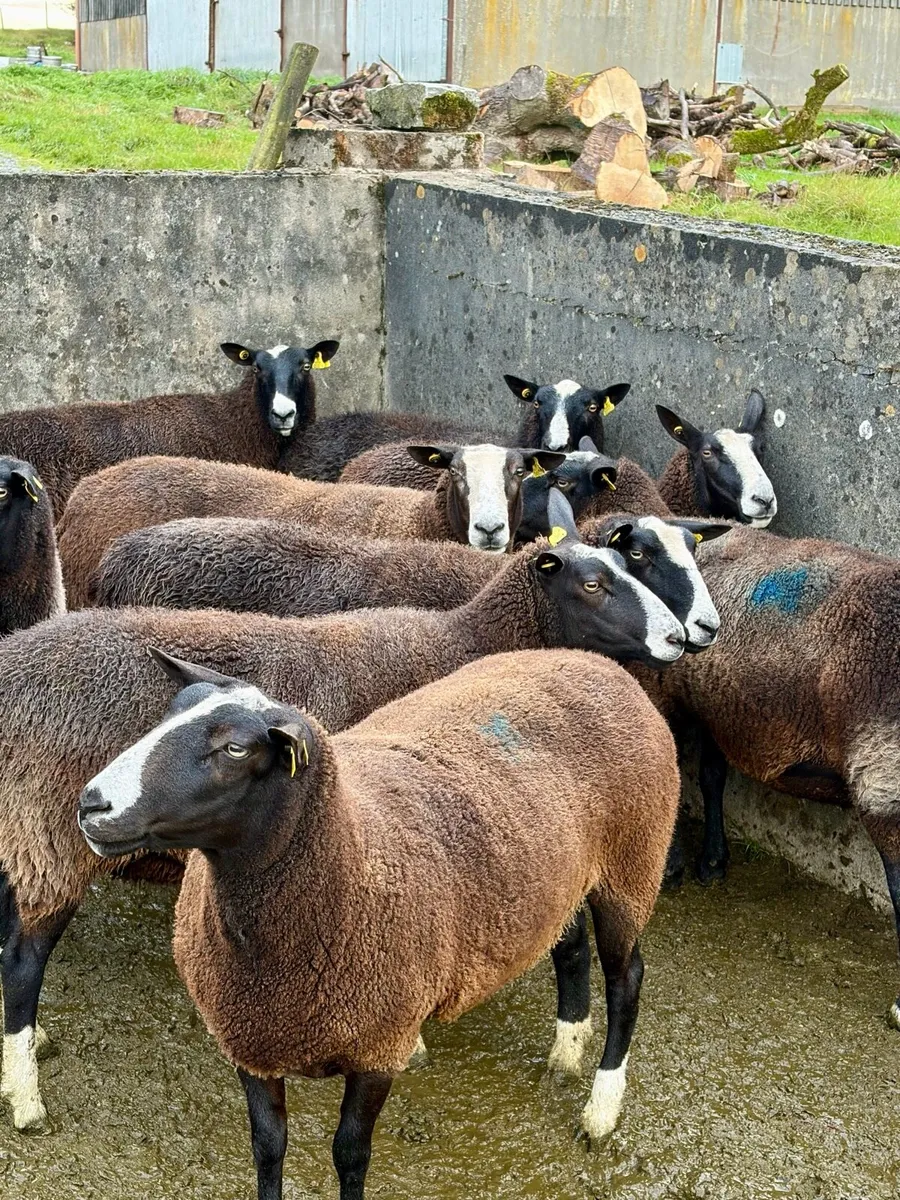 14 Excellent Zwarble ewes for sale - Image 4