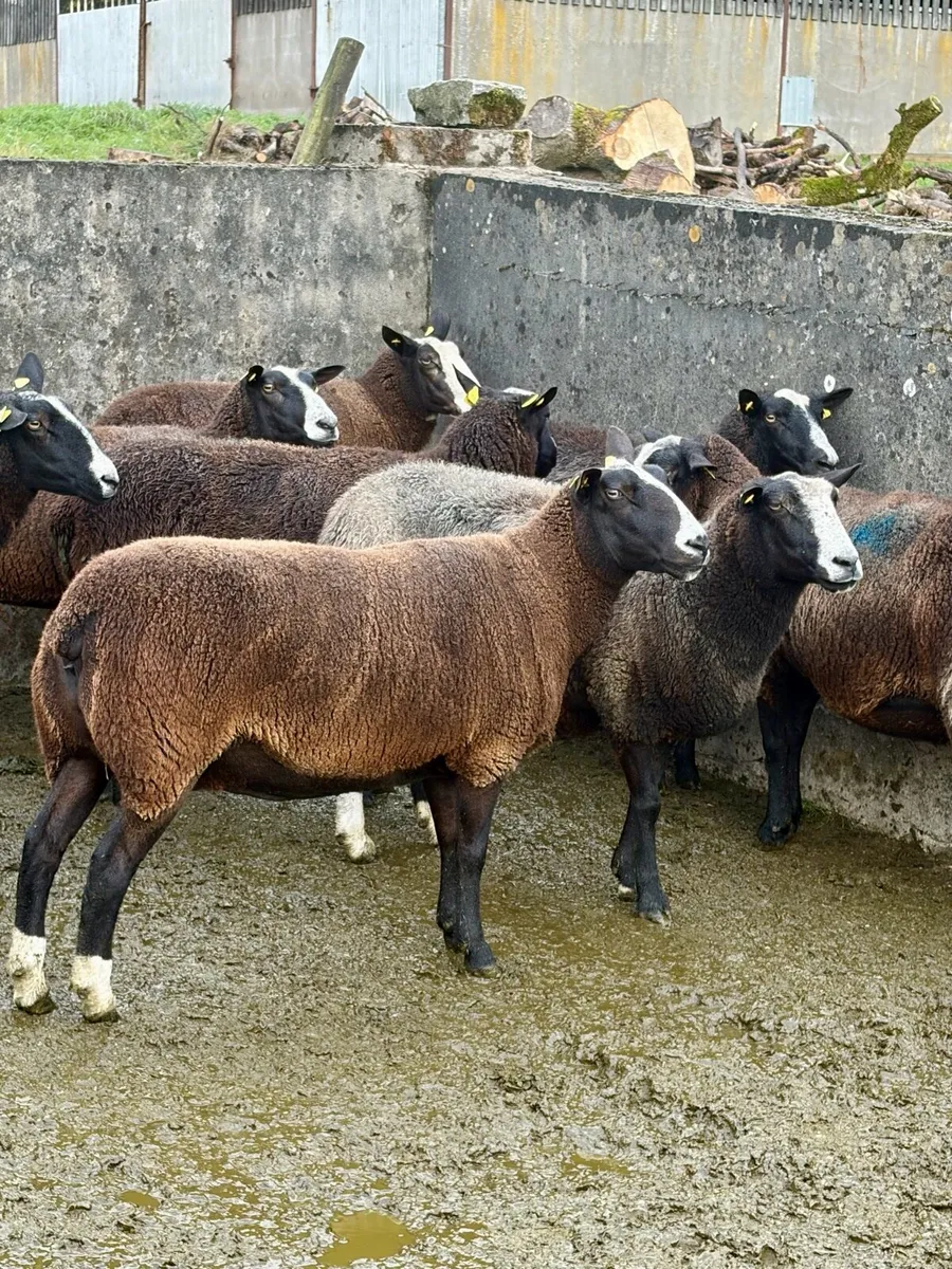 14 Excellent Zwarble ewes for sale - Image 1