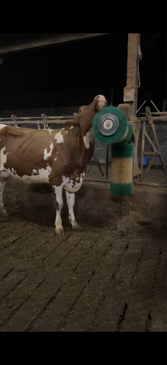 SCHURR Cow Scratch Brush - Image 1