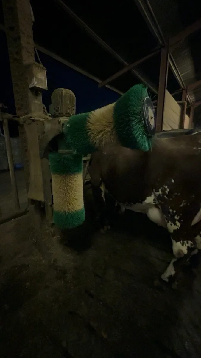 SCHURR Cow Scratch Brush - Image 2