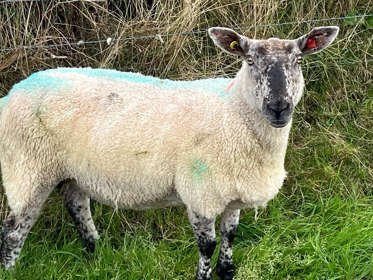 Hogget ewes and older ewes for sale - Image 2