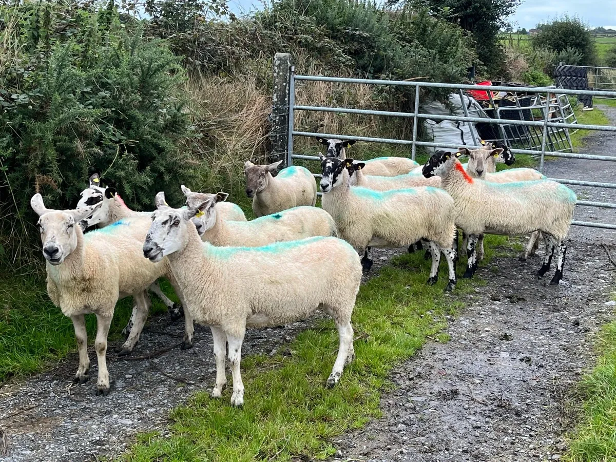 Hogget ewes and older ewes for sale - Image 3