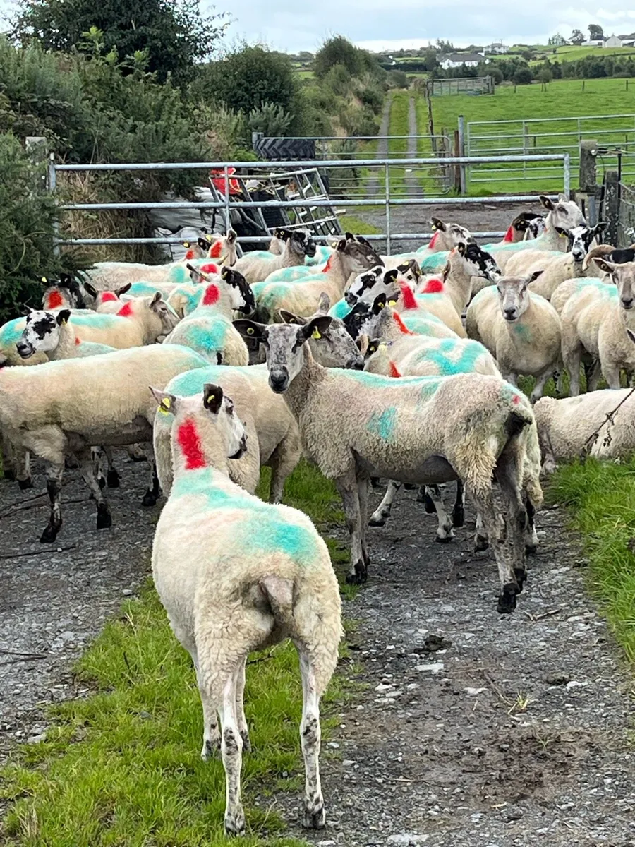 Hogget ewes and older ewes for sale - Image 1