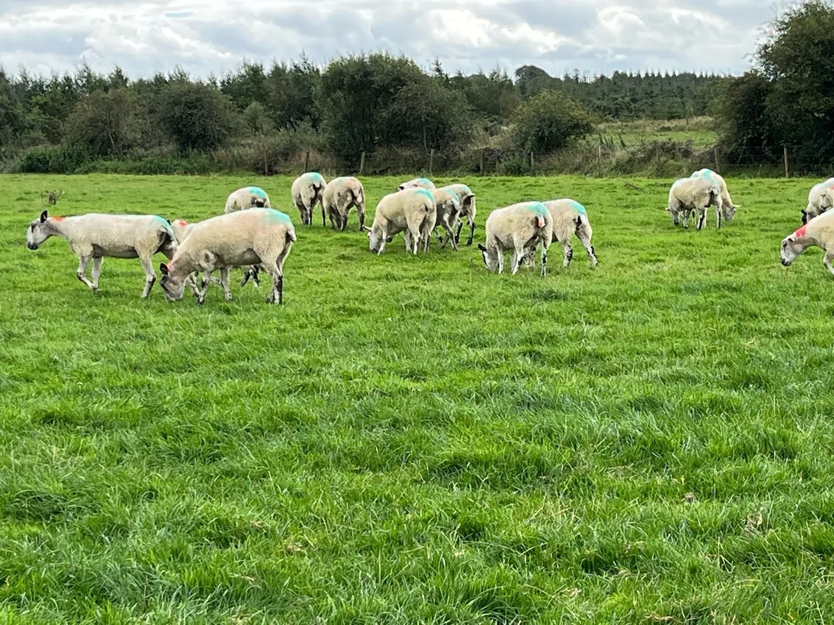 Hogget ewes and older ewes for sale - Image 4