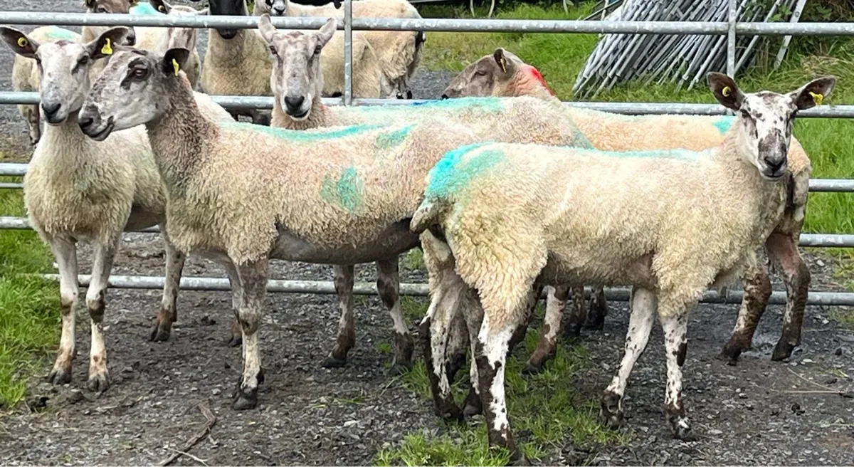 Purebred Blue Leicester ewes - Image 1