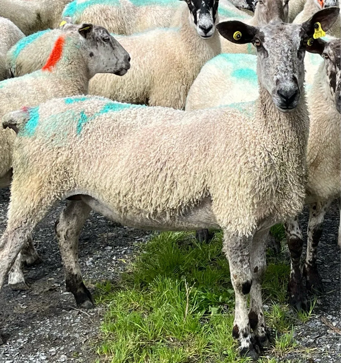 Purebred Blue Leicester ewes - Image 2