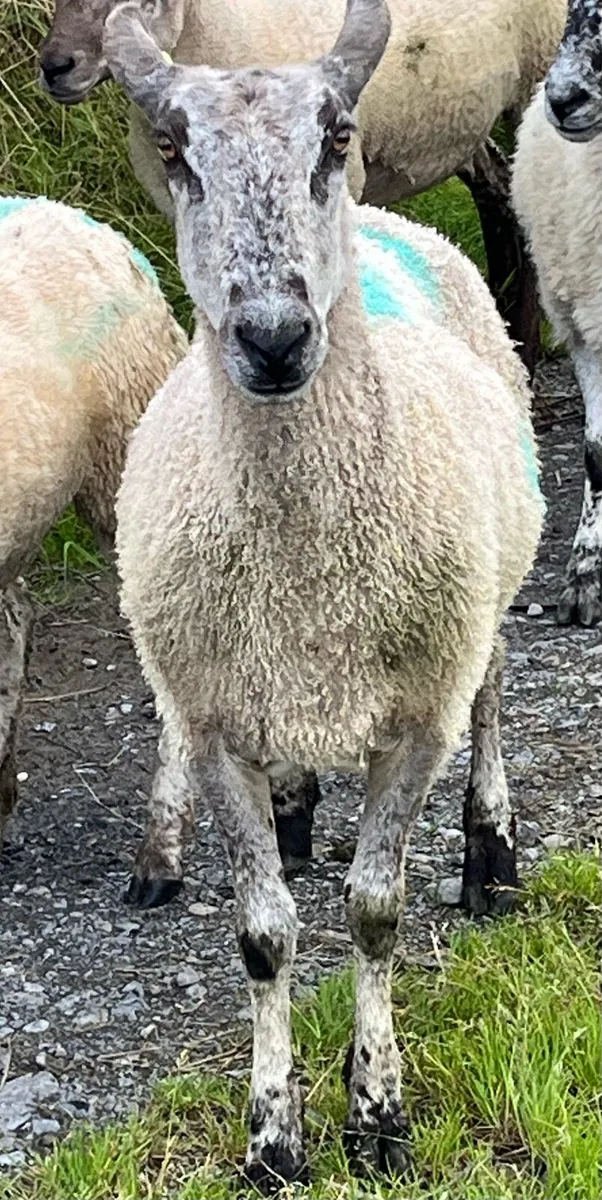 Purebred Blue Leicester ewes - Image 3