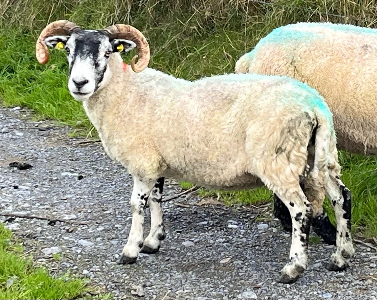 Purebred Blue Leicester ewes - Image 4