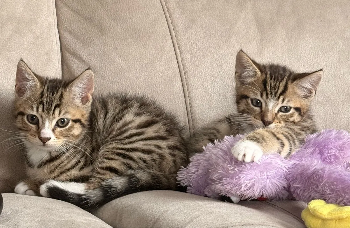 1 Kitten left for sale - Image 1