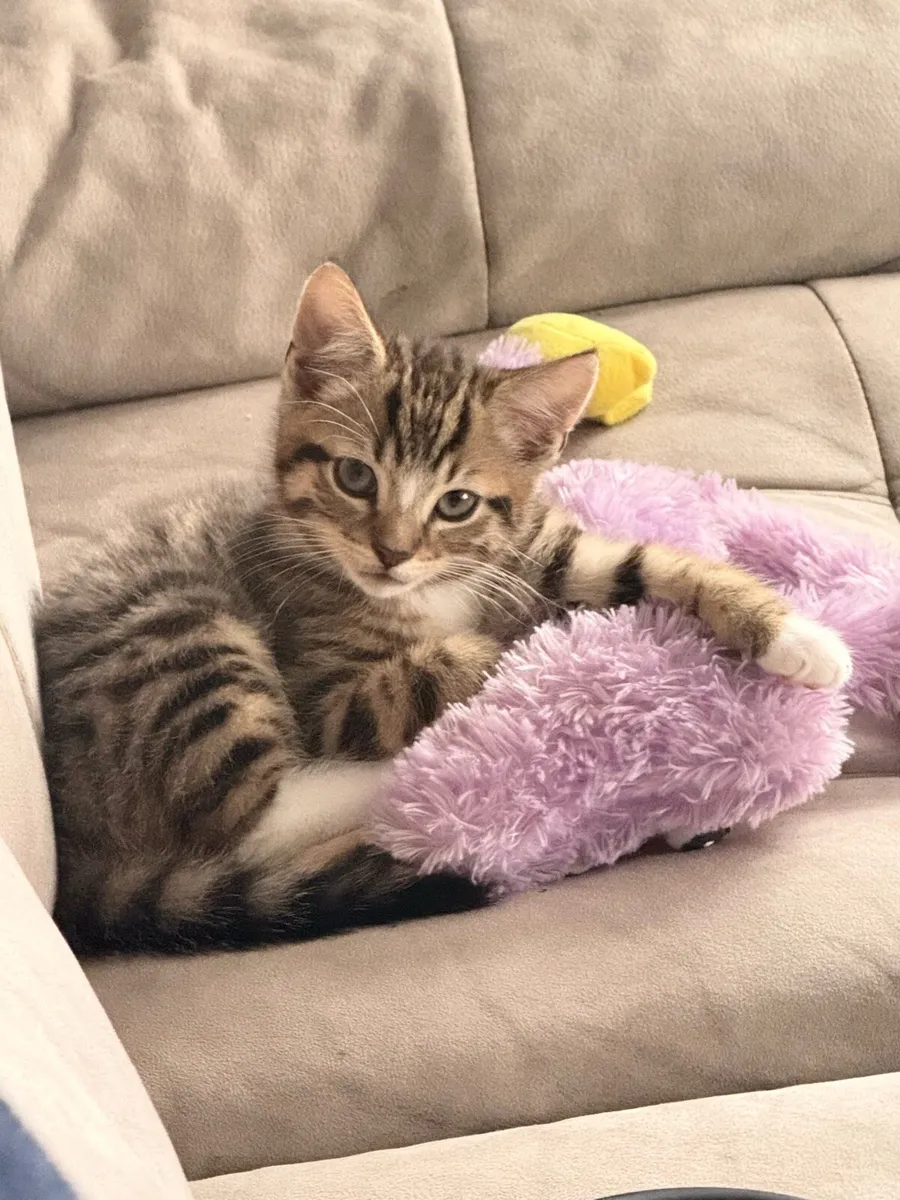 1 Kitten left for sale - Image 2