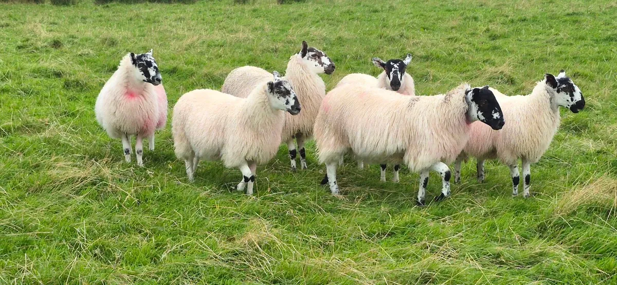 Mule Ewe Lambs - Image 1